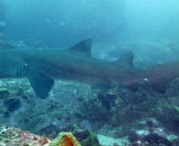 Long thin shark would make a good feature image at south west rocks diving gutters