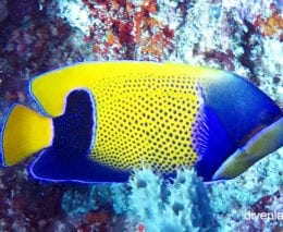 Angelfish blue girdle angelfish pomacanthus navarchus thl