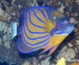 Angelfish blue ringed angelfish pomacanthus annularis bal