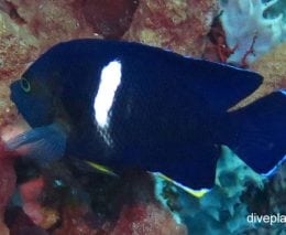 Angelfish keyhole angelfish centropyge tibicen bal