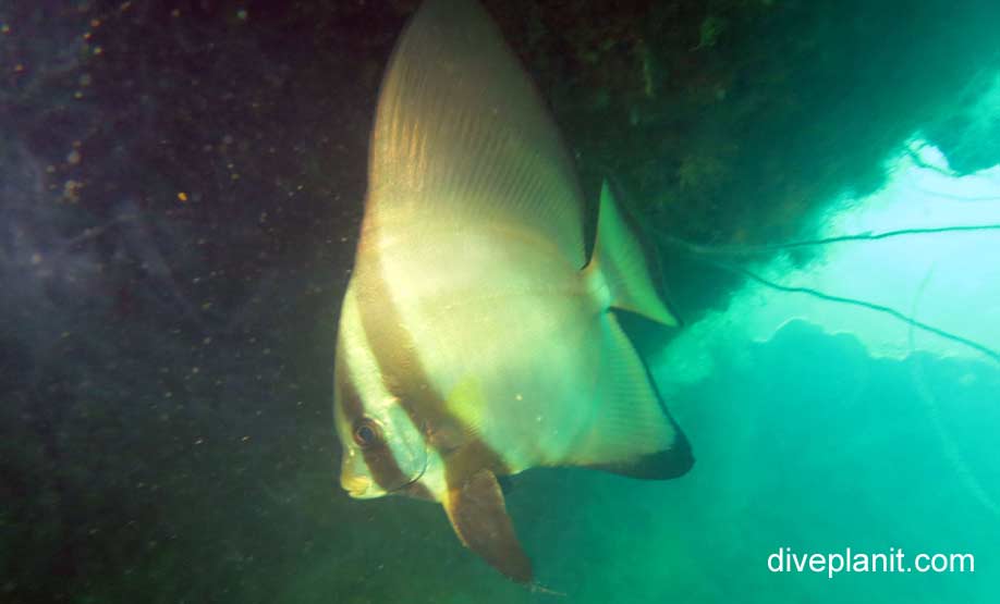 Batfish rounded batfish platax orbicularis pal large juvenile