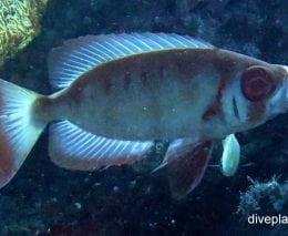 Big eye cresent tailed bigeye priacanthus hamrur bal