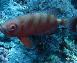 Big eye cresent tailed bigeye priacanthus hamrur gil