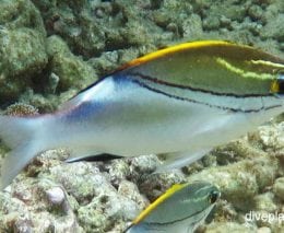 Bream bridled monocle bream scolopsis bilineatus gbr