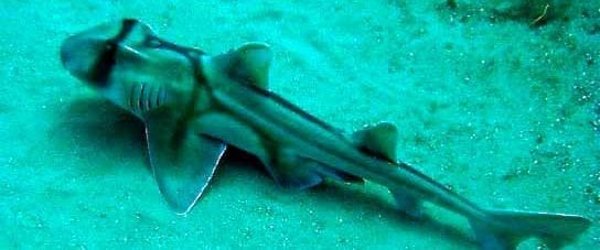 Port Jackson Shark
