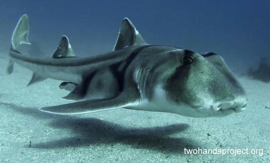 Bullhead shark port jackson shark heterodontus portusjacksoni nsw hp