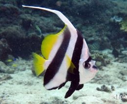 Butterflyfish longfin bannerfish heniochus acuminatus upi