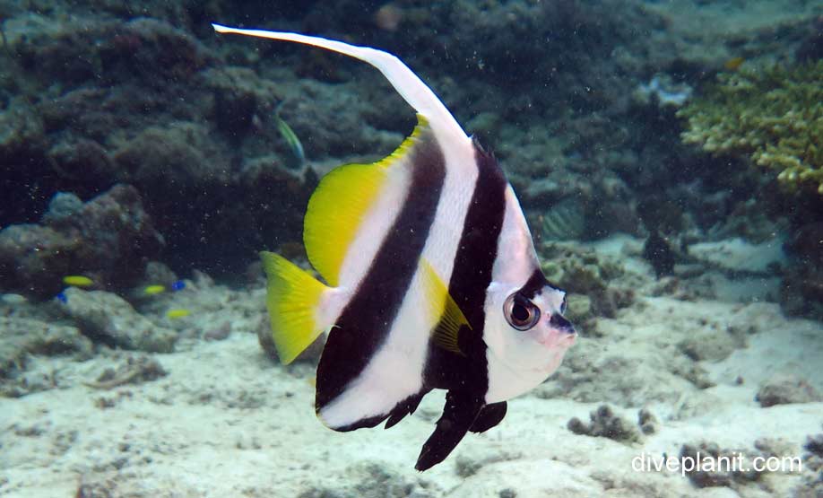 Butterflyfish longfin bannerfish heniochus acuminatus upi
