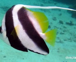 Butterflyfish longfin bannerfish heniochus acuminatus upi