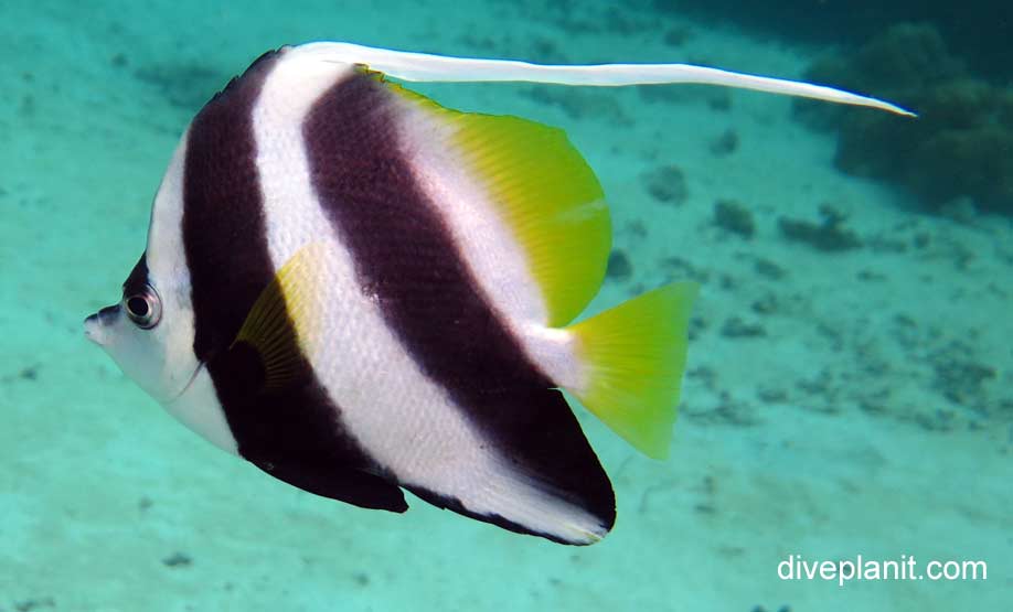 Butterflyfish longfin bannerfish heniochus acuminatus upi