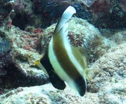 Butterflyfish pennant bannerfish heniochus chrysostomus gbr