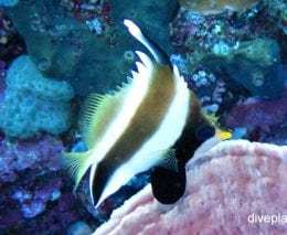 Butterflyfish pennant bannerfish heniochus chrysostomus thl