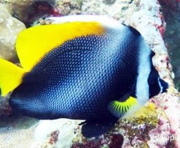 Butterflyfish singular bannerfish heniochus singularis bal