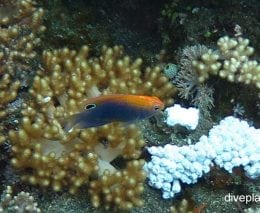 Damselfish speckled damsel pomacentrus bankanensis bal