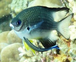 Damselfish spiny chromis acanthochromis polyacanthus hon