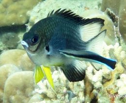 Damselfish spiny chromis acanthochromis polyacanthus hon