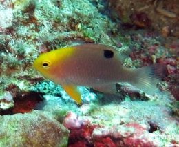 Damselfish talbots damoiselle chrysiptera talboti thl