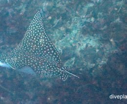 Eagle ray spotted eagle ray aetobatus narinari upi