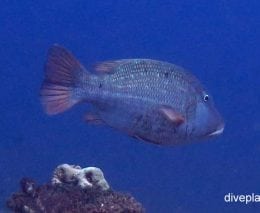 Emperor grass emperor lethrinus laticaudis gil