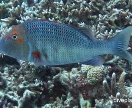 Emperor sweetlip emperor lethrinus miniatus lei