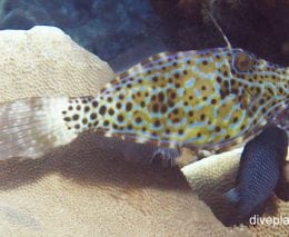 Filefish scribbled leatherjacket aluterus scriptus thl