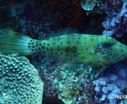 Filefish scribbled leatherjacket aluterus scriptus thl