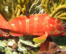 Grouper blacktip grouper epinephelus fasciatus gbr