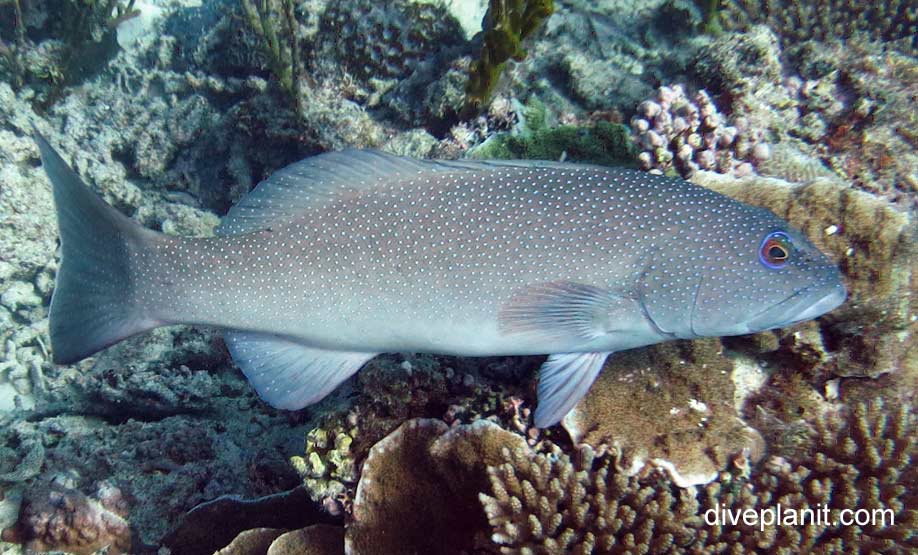Grouper blue spotted coral trout plectropomus laevis her