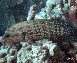 Grouper bluespotted rockcod cephalopholis cyanostigma gbr