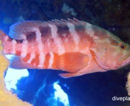 Grouper saddle grouper cephalopholis sexmaculata van