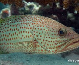 Grouper slender grouper or white lined rockcod anyperodon leucogrammicus upi