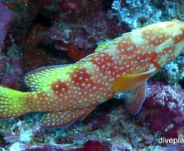 Grouper vermicular cod cephalopholis miniata bal