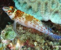 Hawkfish dwarf hawkfish cirrhitichthys falco thl