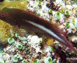 Hawkfish ring or arc eye hawkfish paracirrhites arcatus thl