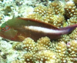 Hawkfish ring or arc eye hawkfish paracirrhites arcatus thl