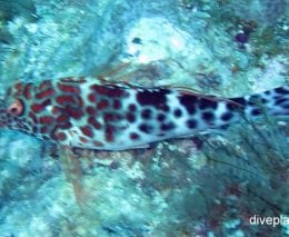 Hawkfish splendid hawkfish cirrhitichthys splendens lhi