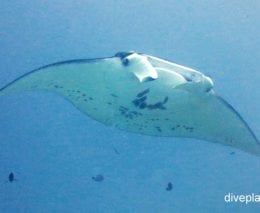 Manta ray manta ray manta alfredi pal