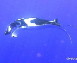 Manta ray manta ray manta birostris ci