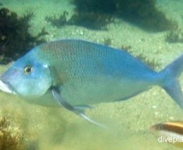 Morwong blue morwong nemadactylus douglasi nsw