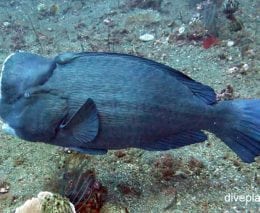 Parrotfish bumphead parrotfish bolbometopon muricatum bal