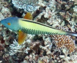 Parrotfish spotted parrotfish cetoscarus oscelltus gbr ip