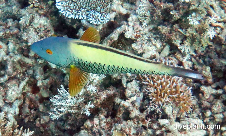 Parrotfish spotted parrotfish cetoscarus oscelltus gbr ip
