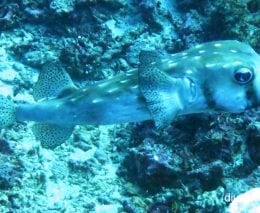 Porcupine spotted burrfish chilomycterus reticulatus bal