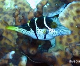 Pufferfish blacksaddle toby canthigaster valentini thl