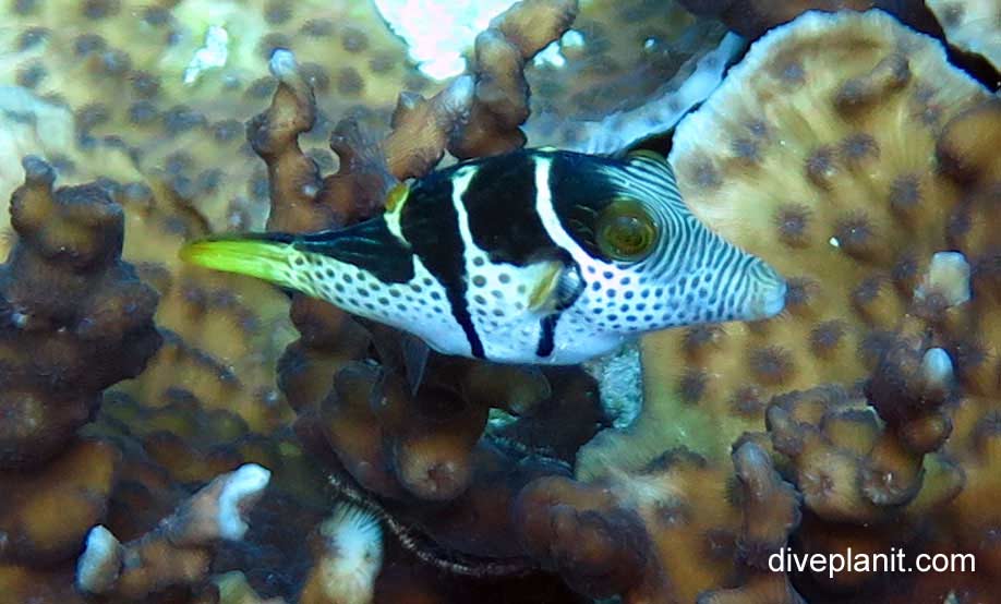 Pufferfish blacksaddle toby canthigaster valentini thl
