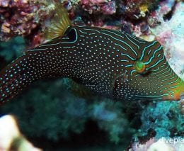 Pufferfish papuan toby canthigaster papua upi