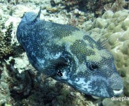 Pufferfish scribbled pufferfish arothron mappa gbr