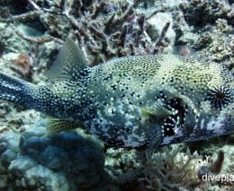 Pufferfish scribbled pufferfish arothron mappa gbr