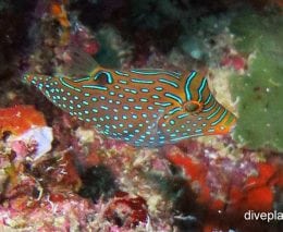 Pufferfish solanders toby canthigaster solandri upi