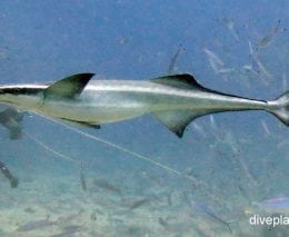 Remora slender suckerfish echeneis naucrates fij